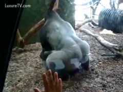A massive silverback banging his cagemate